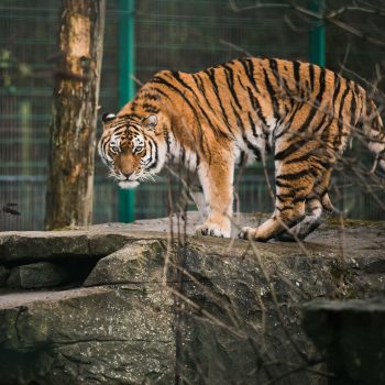 Blackpool Zoo